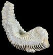 Cretaceous Fossil Oyster (Rastellum) - Madagascar #54413-1